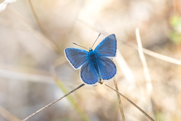 Polyommatus icarus ♂ (Azuré commun)