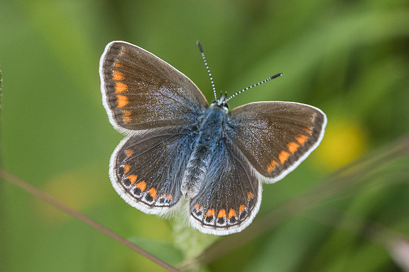 Polyommatus icarus-6298 - St Demas le selvage - 27/06/21