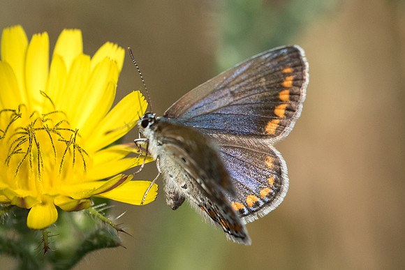 Polyommatus icarus ♀ - 5808 La Queue en Yvelines -