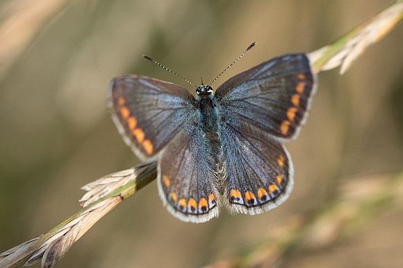 Polyommatus icarus ♀ - 5824 -  La Queue en Yvelines