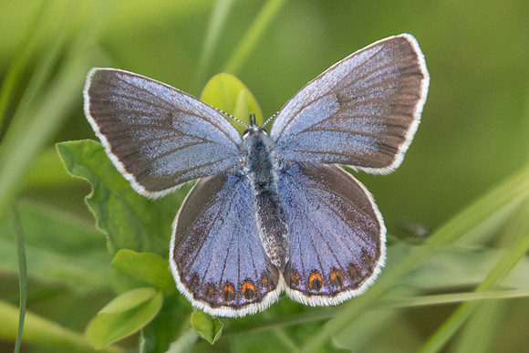 Polyommatus icarus-9243 - Chatillon sur seine 9/06/22
