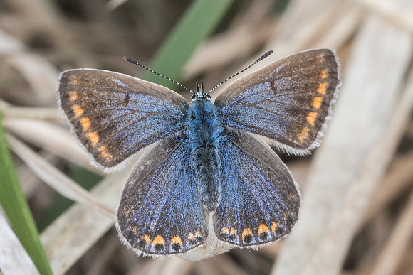 Polyommatus icarus ♀-5477 - Cipières - 12/05/21