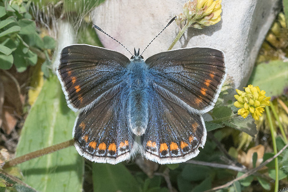 Polyommatus icarus ♀-6831 - Cipières - 15/05/21