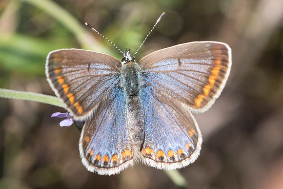 Polyommatus icarus ♀-7733 - Fontainebleau - 4/09/22