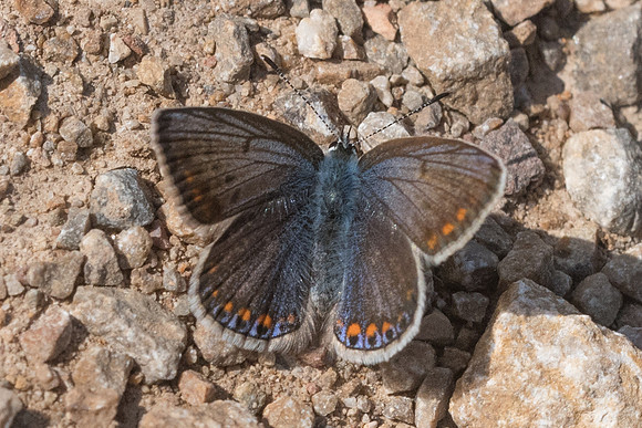 Polyommatus icarus ♀-1157 - Belgentier - 14/04/21