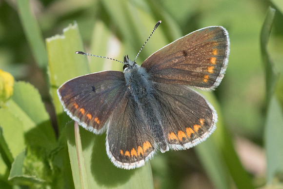 Polyommatus icarus ♀-1490 - Belgentier - 15/04/21