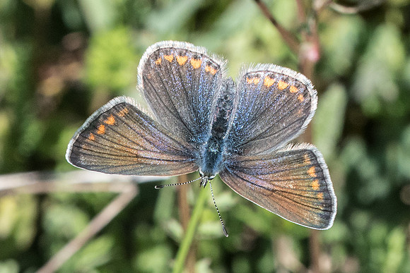Polyommatus icarus-7837 - Cipières - 17/05/21