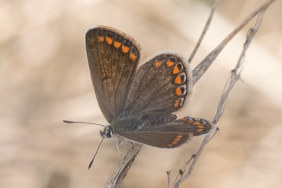 Polyommatus icarus ♀-8385 - Orly sur Morin - 22/08/20
