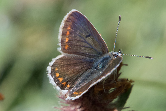 Polyommatus icarus ♀-1763 - Cipieres - 18/07/22