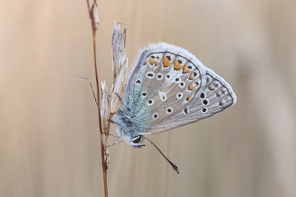 Polyommatus icarus ♂ -9473 - Précy - 15/07/17