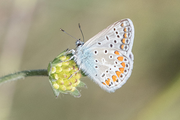 Polyommatus icarus ♂ -5808 - Précy - 5/07/20