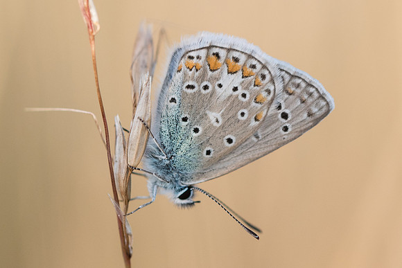 Polyommatus icarus ♂ -9481 - Précy - 15/07/17