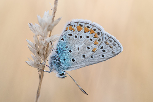 Polyommatus icarus ♂ -9412 - Précy - 15/07/17