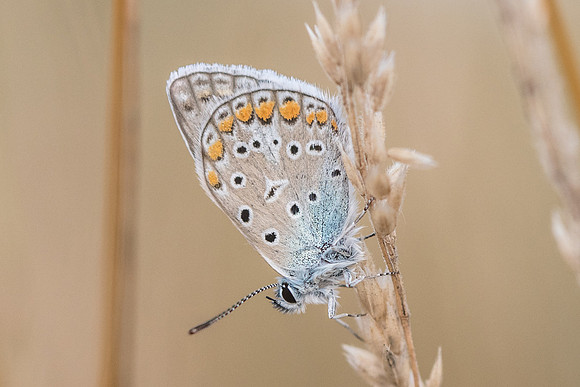 Polyommatus icarus ♂-9611 - Précy - 15/07/17