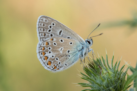 Polyommatus icarus ♂ -8175 - Précy - 14/07/17