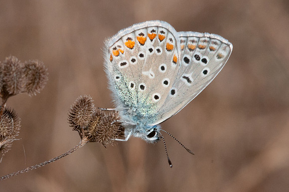 Polyommatus icarus ♂ - Précy