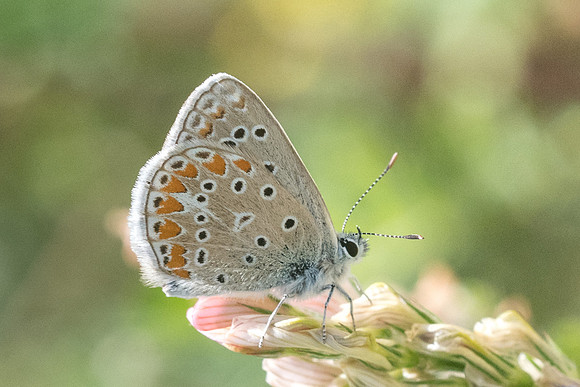 Polyommatus icarus - 5912