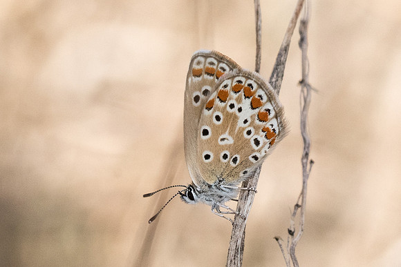 Polyommatus icarus ♀-8380 - Orly sur morin - 22/08/20