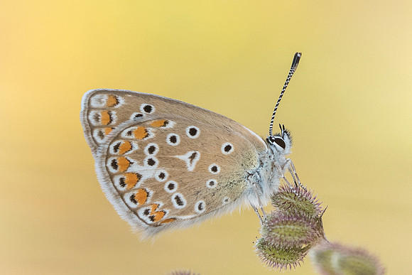 Polymmatus icarus ♀ -9029 - Précy - 15/07/17