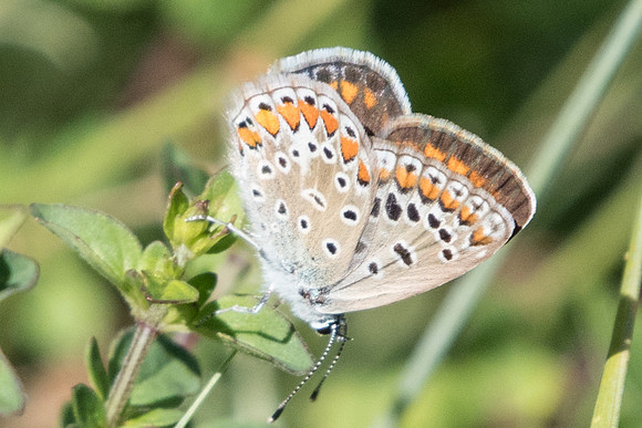 Polyommatus icarus ♀-5897 - Cipières - 5/07/20