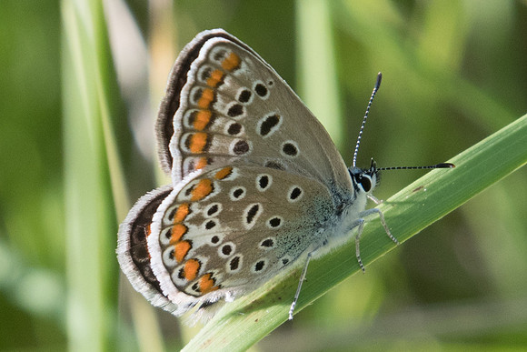 Polyommatus icarus ♀-5985 - Cipieres - 5/07/20