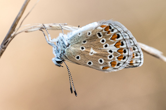Polyommatus icarus ♀-5130 - Précy - 19/08/17