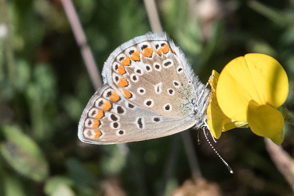Polyommatus icarus ♀-6120 - Cipieres - 5/07/20