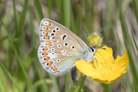 Polyommatus icarus ♀-1081 - Belgentier - 21/05/21