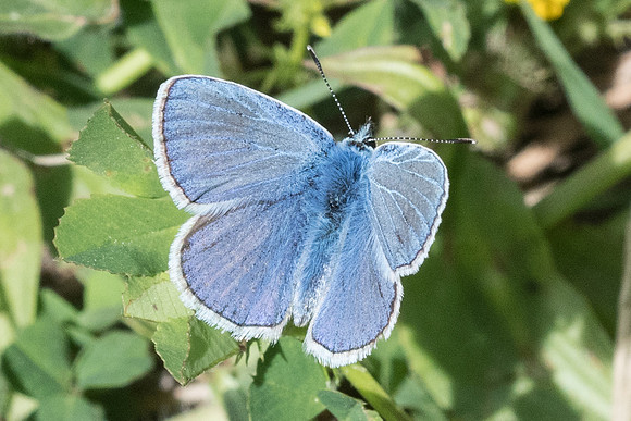 Polyommatus icarus f. icarinus-- Peille - 8/05/21