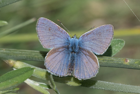 Polyommatus icarus f icarinus-3398 - Peille - 8/05/21