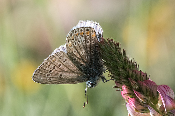 Polyommatus icarus f icarinus-3411 - Peille - 8/05/21