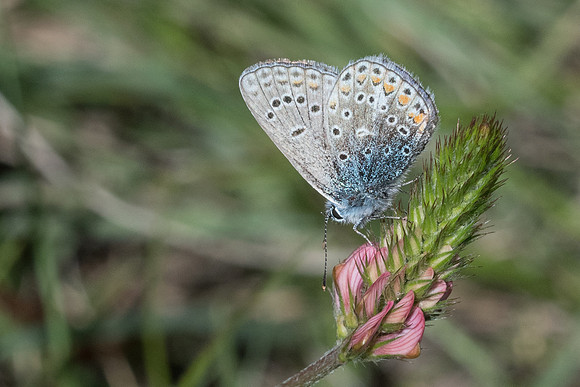 Polyommatus icarus f icarinus-3440 - Peille - 8/05/21