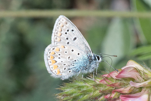 Polyommatus icarus f. icarinus-3589 - Peille - 8/05/21