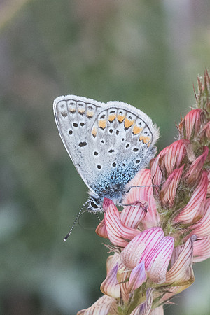 Polyommatus icarus f. icarinus-3579 - Peille - 8/05/21