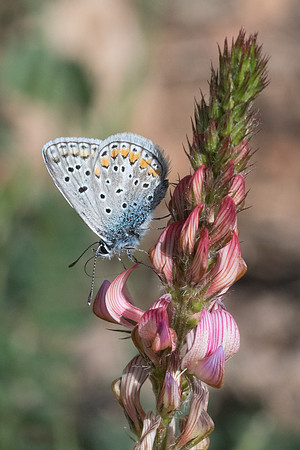 Polyommatus icarus f. icarinus-3572 - Peille - 8/05/21