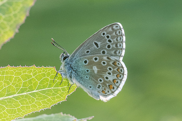Polyommatus icarus ♂-3928 - 11/05/21