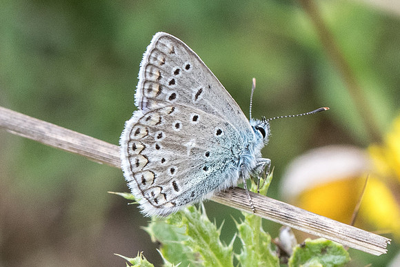 Polyommatus icarus f icarinus-8420 - 0rly sur Morin - 22/08/20