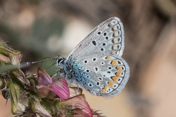 Polyommatus icarus f. icarinus-3591 - Peille - 8/05/21