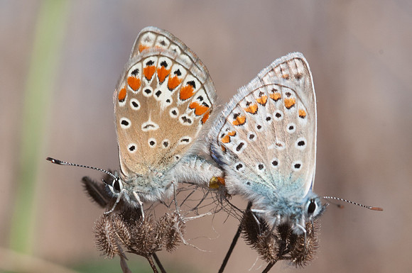 Polyommatus icarus-5853 - Precy - 1/09/12