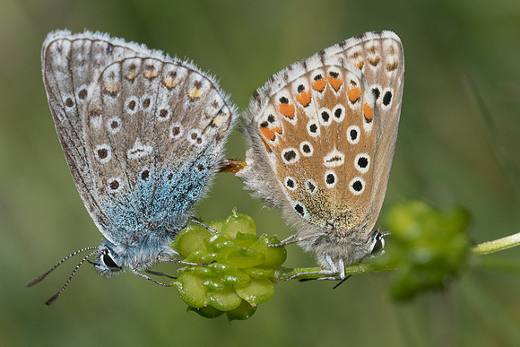 Polyommatus icarus -2697 -Vals-des-Tilles - 12/06/21