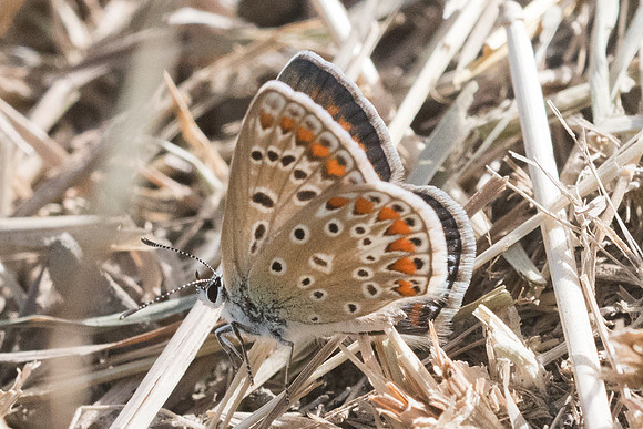 Polyommatus icarus ♀ - 5800 - Llo - 20/07/23