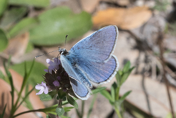 Polyommatus thersites-3514 - Peille - 8/05/21