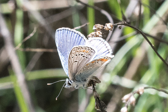 Polyommatus thersites-3512 - Peille - 8/05/21