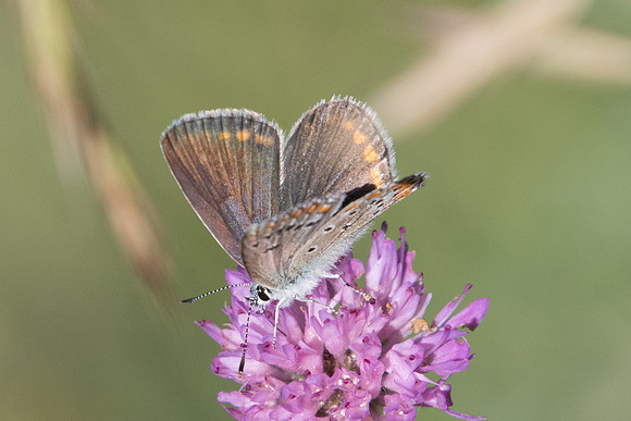 Polyommatus thersites ♀--0793 -Coursegoules - 28/06/20