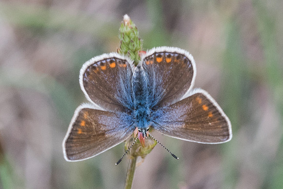 Polyommatus thersites ♀-4945 Sournia - 21/05/23