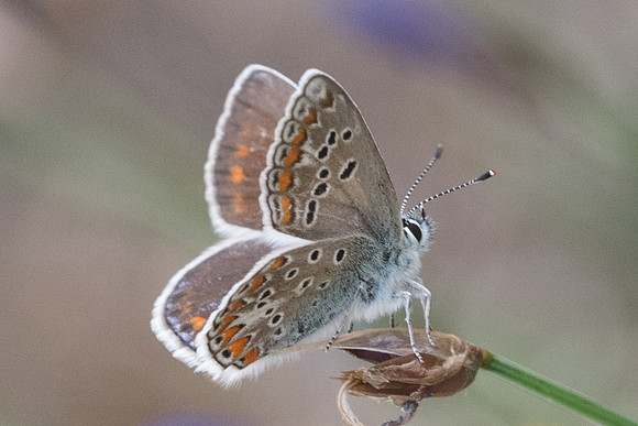 Polyommatus thersites ♀-4947 Sournia - 21/05/23