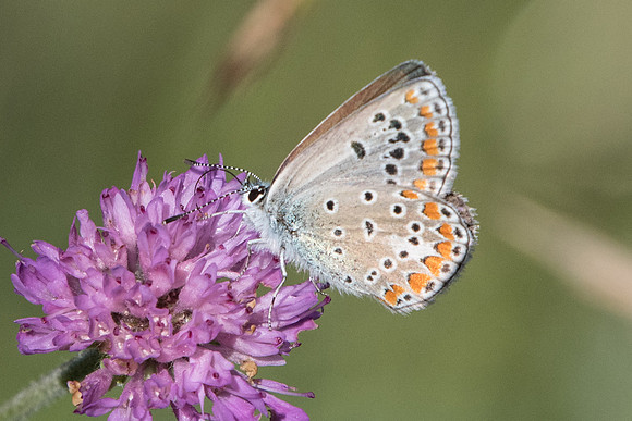 Polyommatus thersites ♀ -0791- Coursegoules - 28/06/20