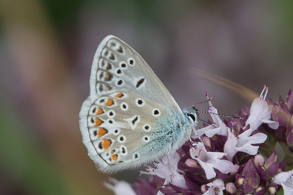 Polyommatus thersites ♂-7581 - Manre - 1/08/20