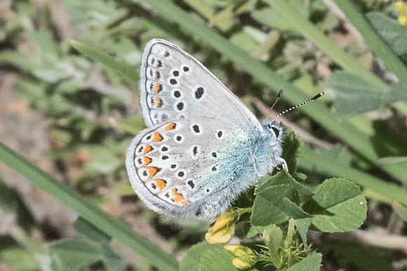 Polyommatus thersites-3501 - Peille - 8/05/21