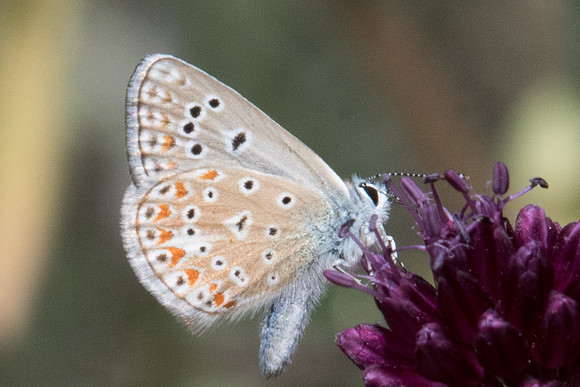 Polyommatus thersites-1440 Route Eus-Sournia - 15/07/23